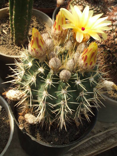 Notocactus submamulossus