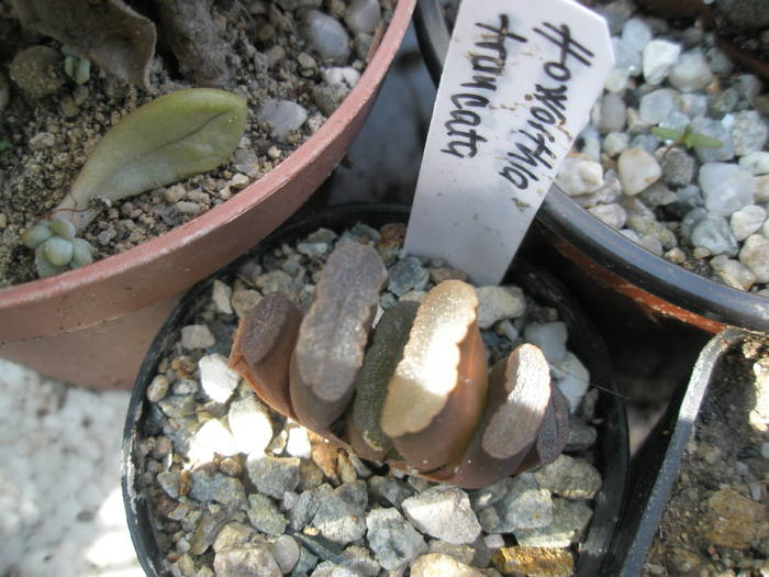 Haworthia truncata - Haworthia 2009