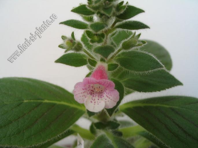 Kohleria Pink Heaven 2