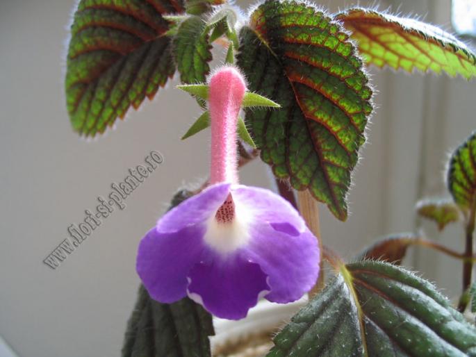 Achimenes Patens major 4 - ACHIMENES I