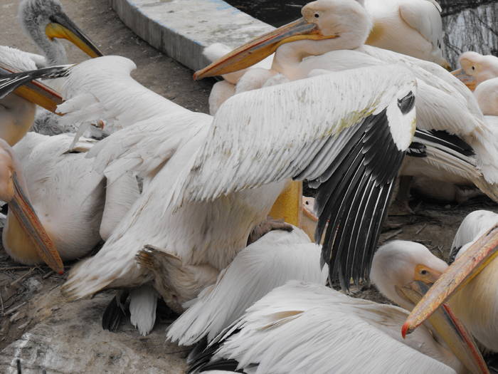 Pelicani imperechindu-se
