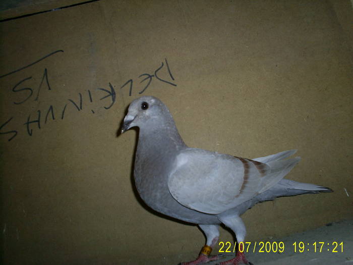 52 - Porumbei pt etapele de tineret 2009