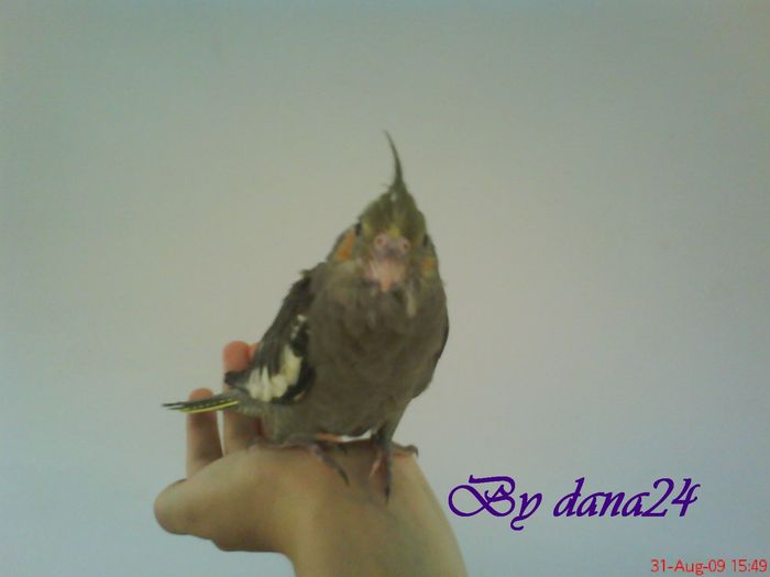 voinicul la 28 zile vedere din fata