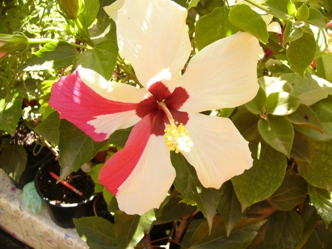 P1140093 - Hibiscus