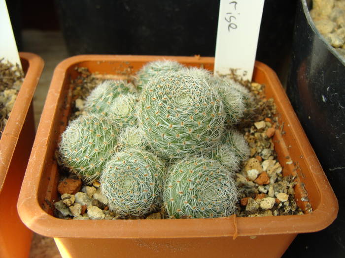 Aylostera heliosa v.sunrise - Rebutia