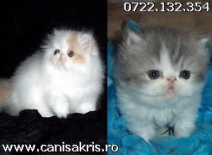 23237122_1 - pisici persane 1