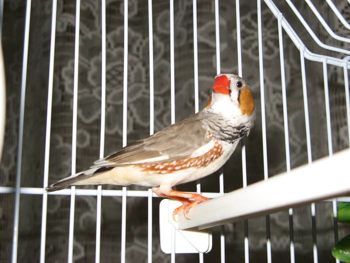 IMG_0042 - 1_1 - Zebre australiene - Zebra finches