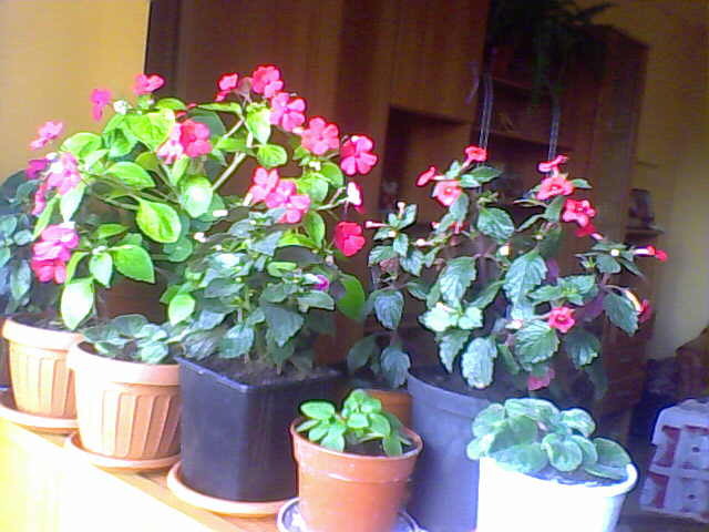 Picture 004 - nu imi mai apartin