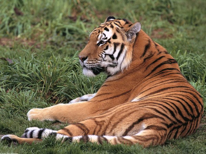 Laid-Back, Siberian Tiger; Cele mai frumoase animale.
