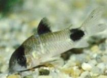Corydoras%20panda - Pesti exotici