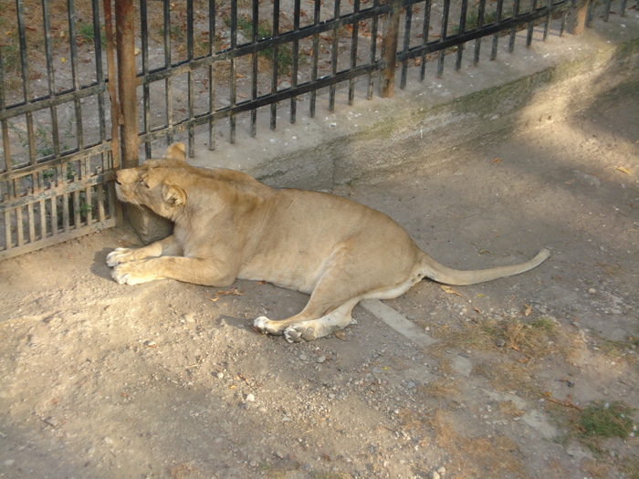 Picture 034 - zoo targoviste