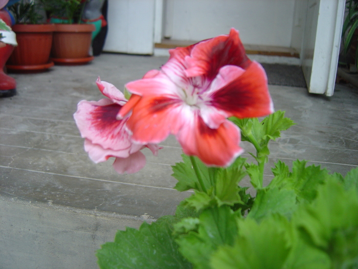 muscata - florile mele in 2009