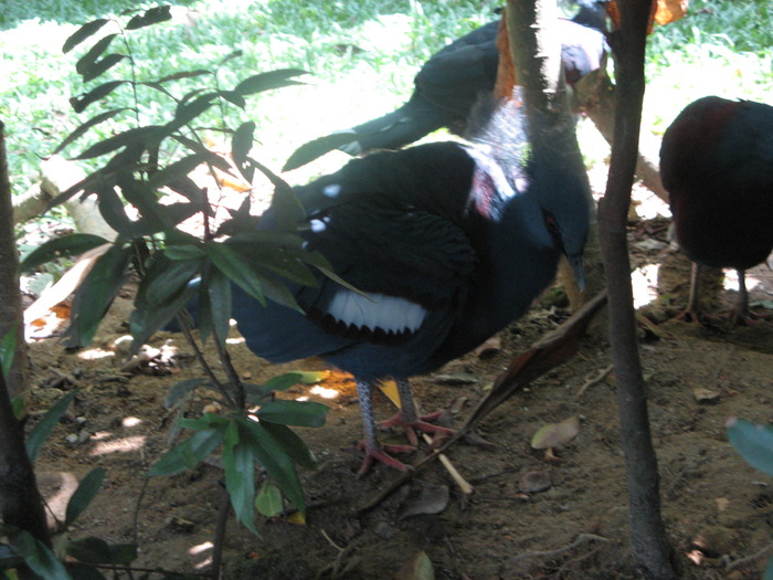 Pasare rinocer - 2_1 - Kuala Lumpur Bird Park