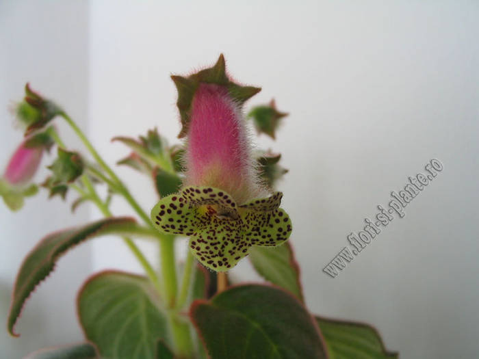 Kohleria Beltane 3 - KOHLERIA I