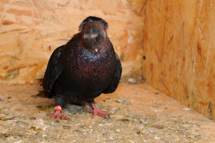 DSC_9840 - jucatori dublumotati calarasi 2008