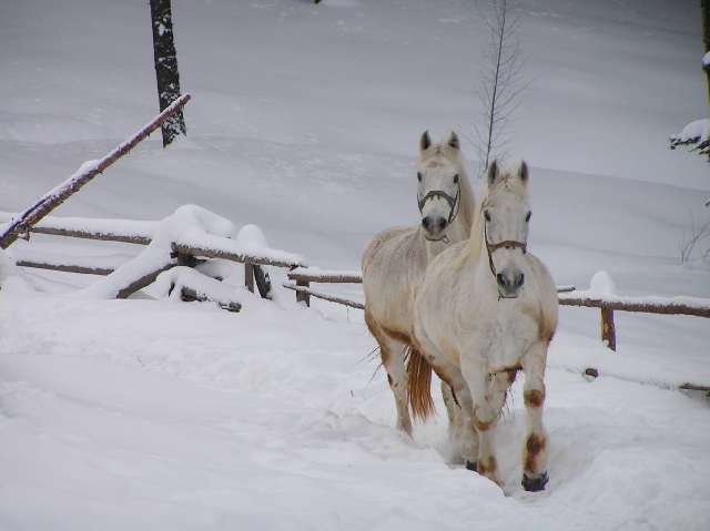 Poze-Iarna-Runc-Costesti-Sohodol-Fata-015 - peisaje cu Iarna