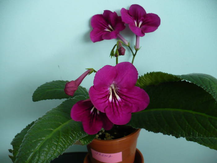 P1110539 - STREPTOCARPUSI