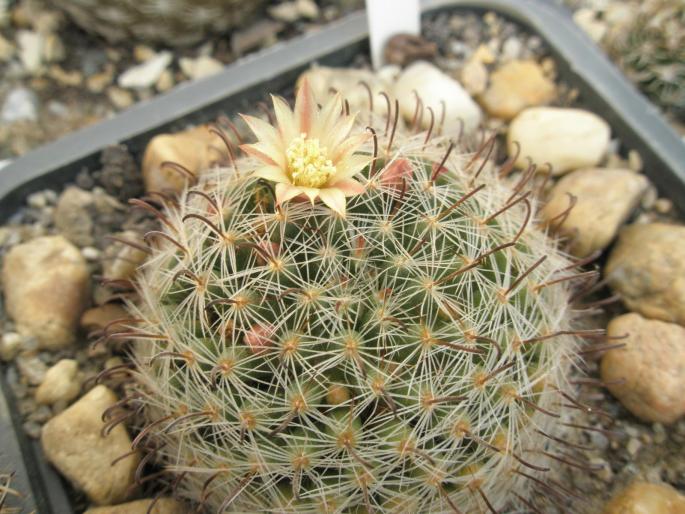 Mammillaria