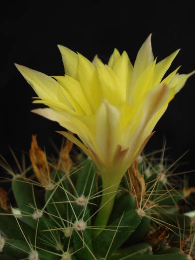 DSC07383 - Cactusi