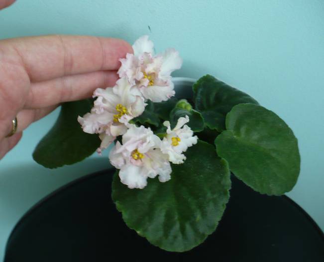 P1140879 - Saintpaulia - violete de camera