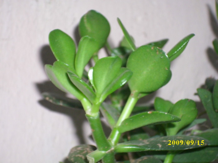 DSCI1215 - plante suculente-cactusi