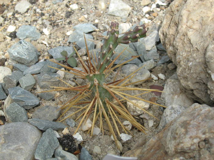 IMG_4881 - Cactusi la mosie aprilie 2009