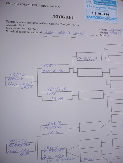 P1060462 - 5-PEDIGREE