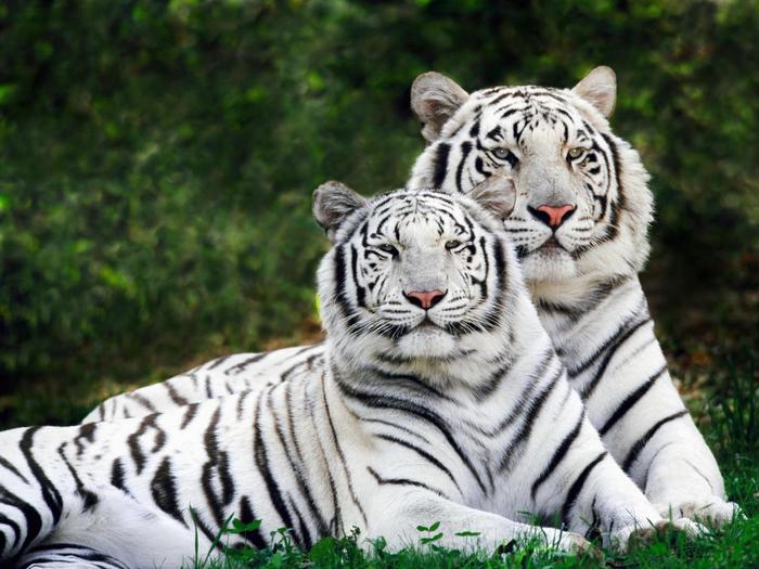 White Bengal Tigers Computer Desktop Wallpapers - poze de destop si poze cu printese