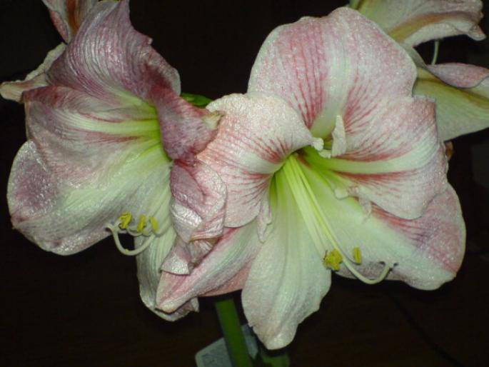 KVIYNEEUOXIUEJAESGC - hippeastrum