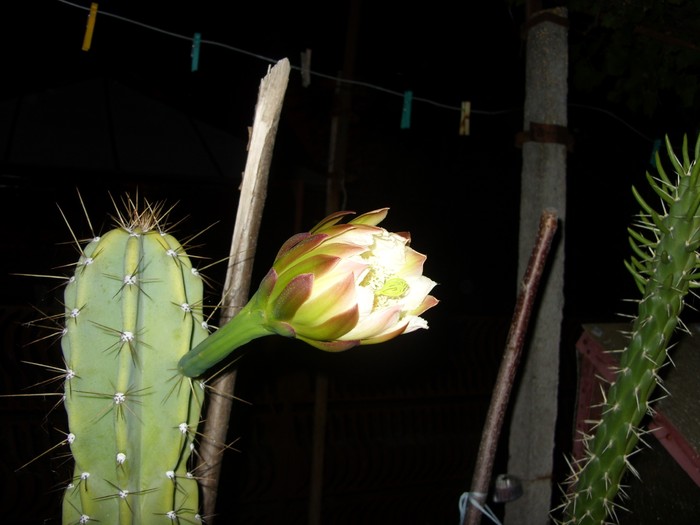 ora-21:00 - Cereus forbesii