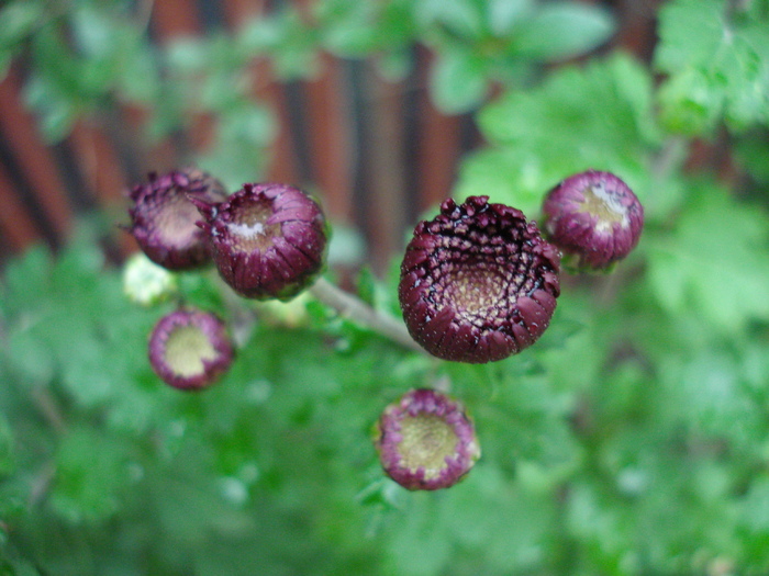 Purple Chrysanths (2009, Oct.17) - 10 Garden in October
