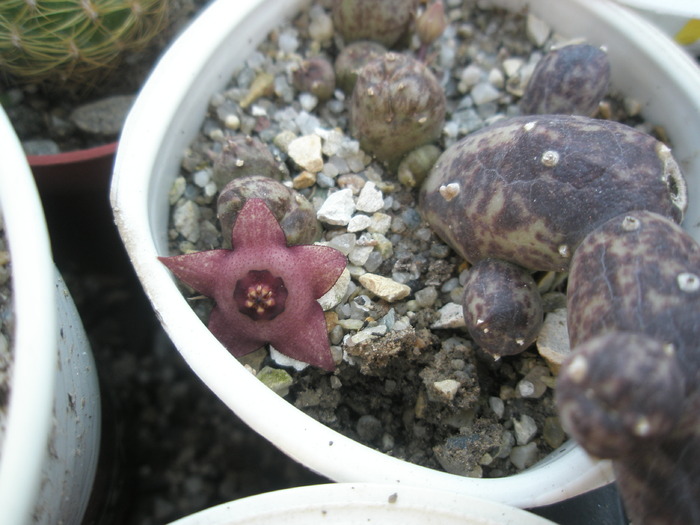 Duvalia parviflora x. Huernia sp. - 7.10 - Asclepidiacee 2009