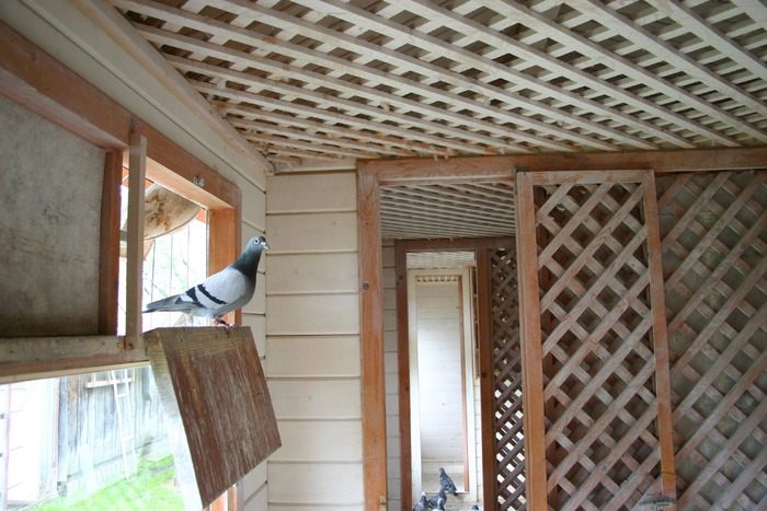 belulrol=interiorul cladirii - Ducok-Buildings for pigeons -Voliera