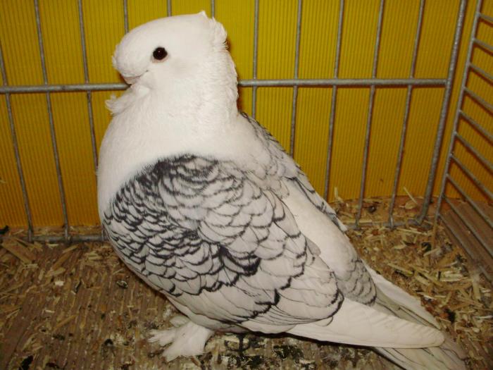 13922x satinet 1 - 1505 partea 6