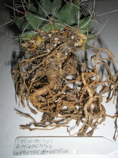 Thelocactus rinconenris lophothele - RADACINI de cactus
