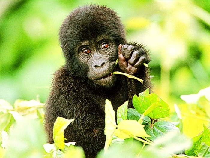 webshots363 - Animale