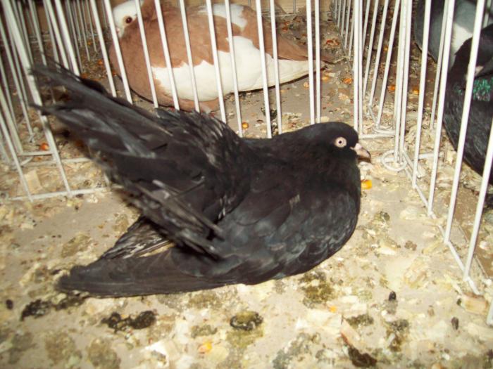 100_0917 - Expozitie satu mare 2009