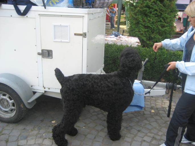 IMG_3324 - EXPO Tg Mures 2008