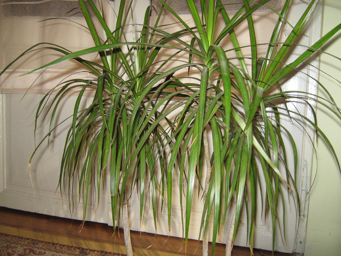 Dracaena - Plante de interior