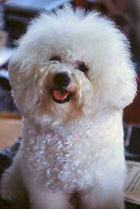 Bichon Frise - Catelusi