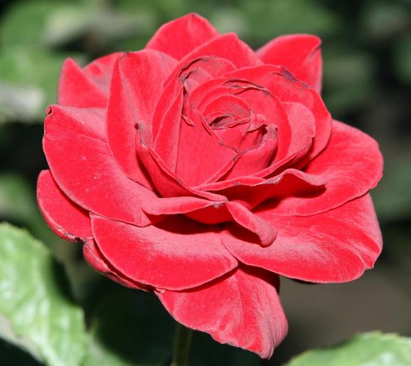 trandafir 01 - Flori
