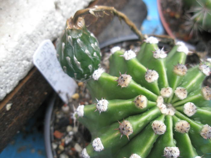 Echinopsis eyresii - fruct 12.07 - FRUCTE de cactusi si suculente