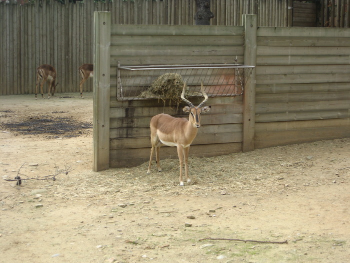 GSVLDBWAESPNUEMUTYT - gradina zoologica din spania 2008