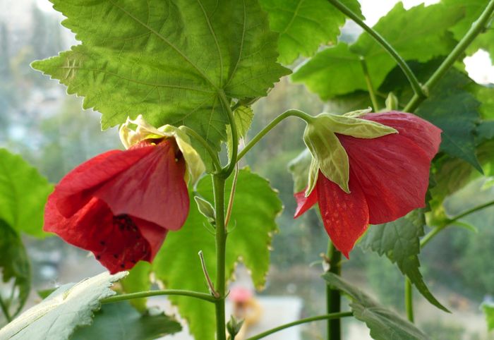 P1150961 - ABUTILONI