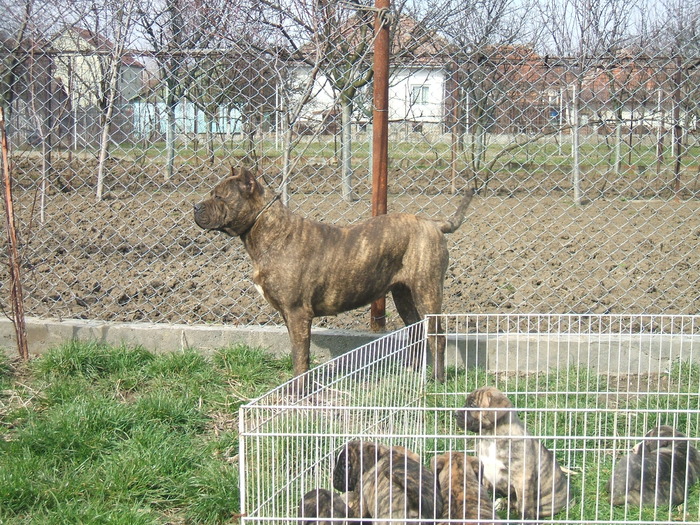 DSCF1453 - snoopyfightdogo  canario