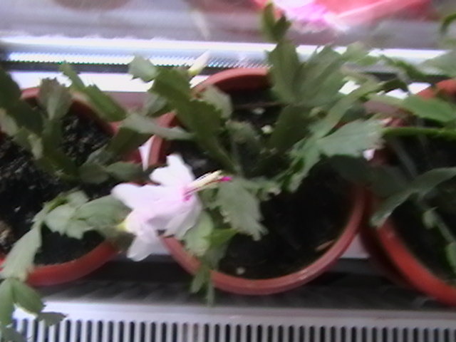 Picture 010