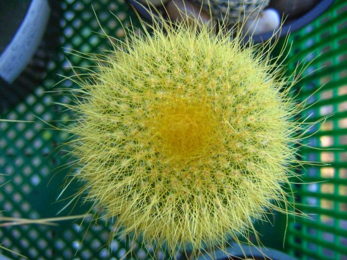 parodia_leninghausii_1
