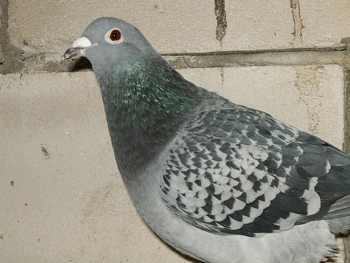 HPIM2184 - porumbei 2009