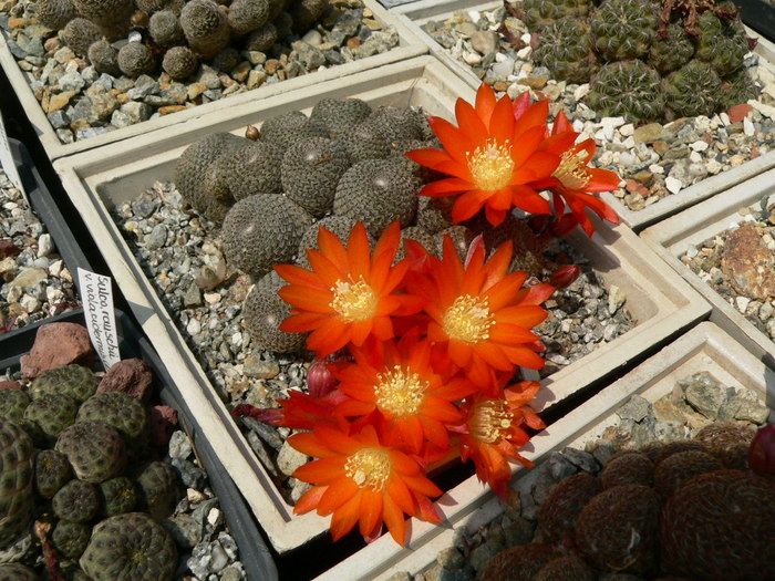 rebutia_heliosa_pl1.1 - genul Rebutia