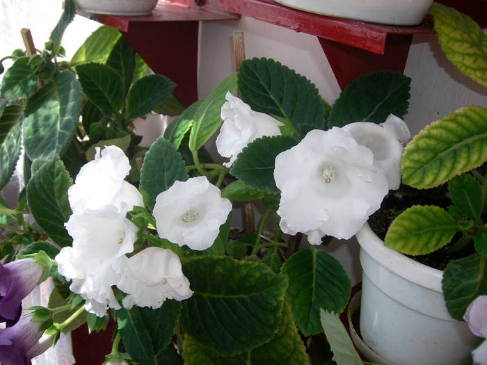 Gloxinie alba